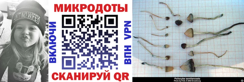 Галлюциногенные грибы Psilocybe  хочу   Барнаул 
